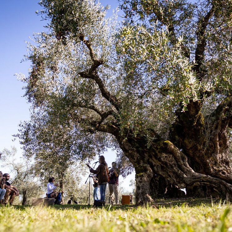 Oleoturismo e Turismo Gastronomico